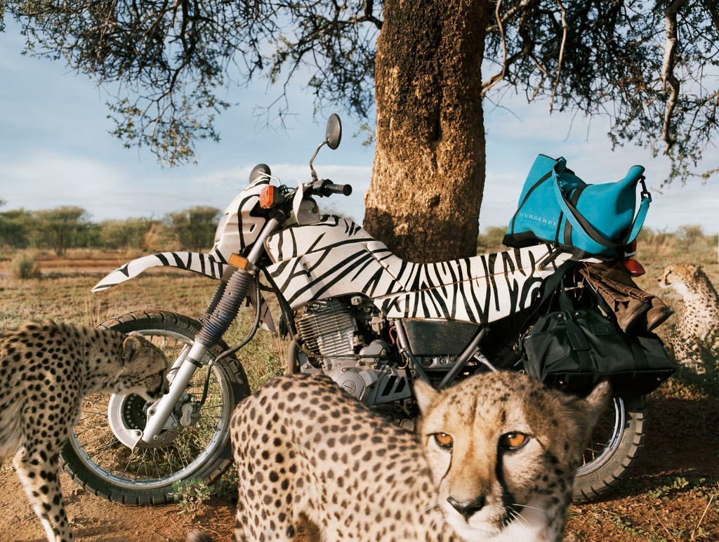 Zebra-wrap motorcycle set dressing for a fashion campaign shoot